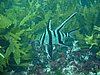 Stragglers Reef Dive